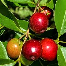 Rain Forest Plum (Layer) Fruit Plant