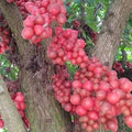 Rambai (Red, Seedling) Fruit Plant