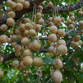 Rambai (White, Seedling) Fruit Plant
