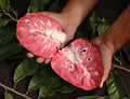 Red Araticum (Seedling) Fruit Plant