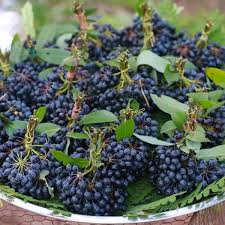 Rumdul (Seedling) Fruit Plant