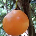Russell Sweet (Garcinia Russelii) Fruit Plant