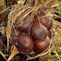 Salak (White, Seedling) Fruit Plant