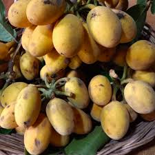 Sampouch (Seedling) Fruit Plant