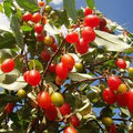 Silver Berry (Seedling) Fruit Plant