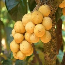 Kafai Mooti (Seedling) Fruit Plant