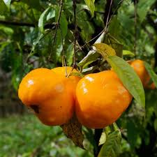 Sundrop (Layering) Fruit Plant