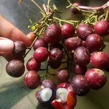 Trenggulam (Seedling) Fruit Plant
