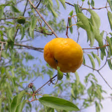Ubajay (Eugenia Myrcianthes, Seedling) Fruit Plant