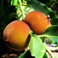 Velvet Apple / Mabola (Seedling) Fruit Plant