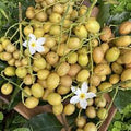 Wampee (Seedling) Fruit Plant