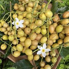 Wampee (Seedling) Fruit Plant