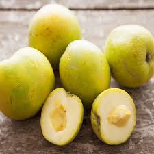White Sapote (Seedling) Fruit Plant
