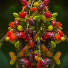 Kasam (Seedling) Fruit Plant