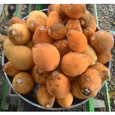 Kubal Madu (Seedling) Fruit Plant