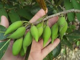 Mak Dauy (Seedling) Fruit Plant