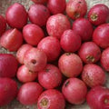 Mundar (Seedling) Fruit Plant