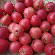Mundar (Seedling) Fruit Plant