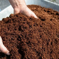 Loose cocopeat growing medium for soil replacement, moisture retention, and healthy root development
