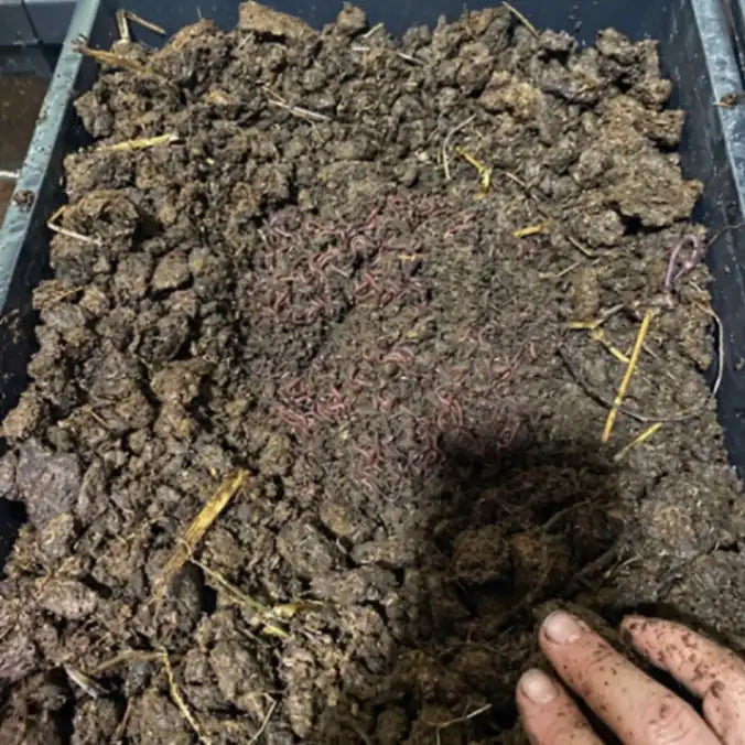 Organic desi cow dung manure fertilizer for healthy plant growth, improved soil fertility, and strong root development