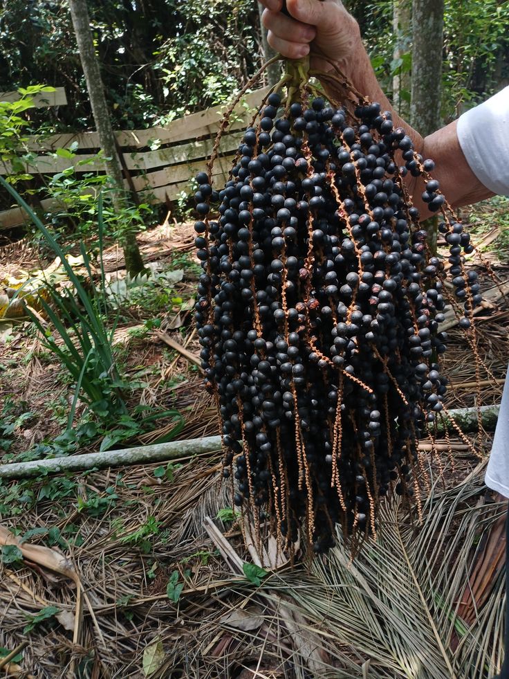 Acai Berry (Seedling) Fruit Plant