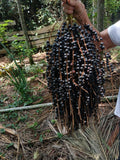 Acai Berry (Seedling) Fruit Plant