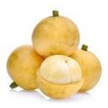 Lotkon / Mafai-Farang (Seedling) Fruit Plant