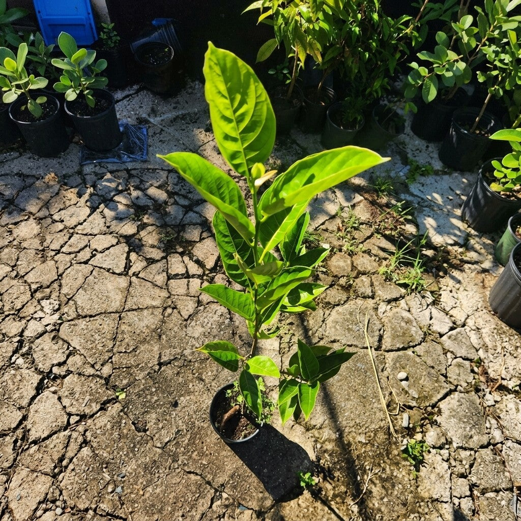 Chempedak budded live fruit plant in nursery pot with healthy green foliage | Premium tropical fruit plant | Keraleaf