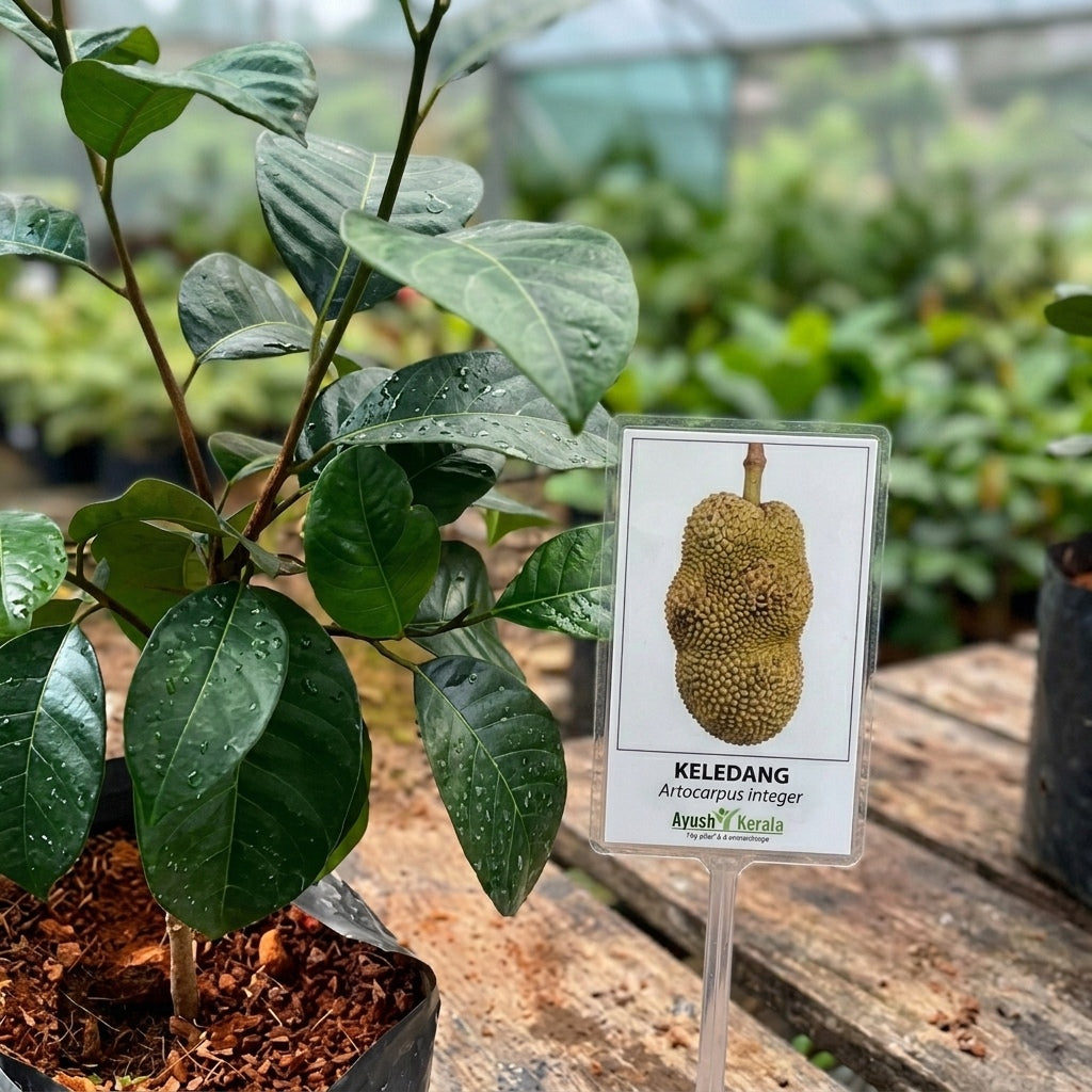 Keledang budded live fruit plant in nursery pot with healthy green leaves | Exotic tropical fruit plant | Keraleaf