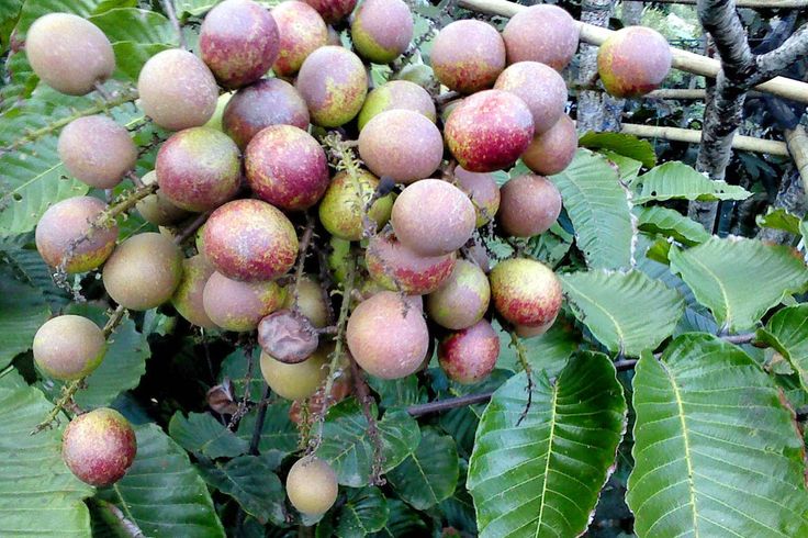 Matoa (Pometia Pinnata) Fruit Plant