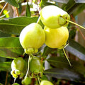 Bell Apple / Chamba (Paneer, Layer) Fruit Plant