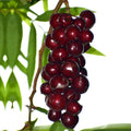Terengganu Cherry (Layering) Fruit Plant