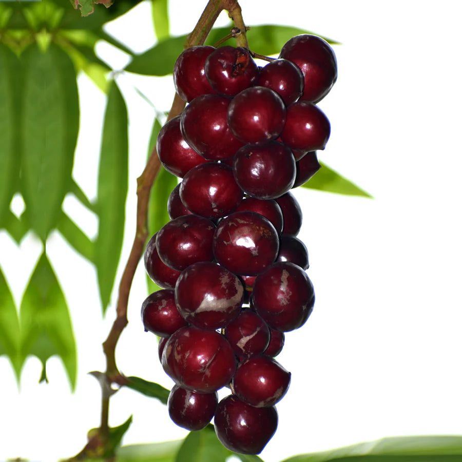 Terengganu Cherry (Layering) Fruit Plant